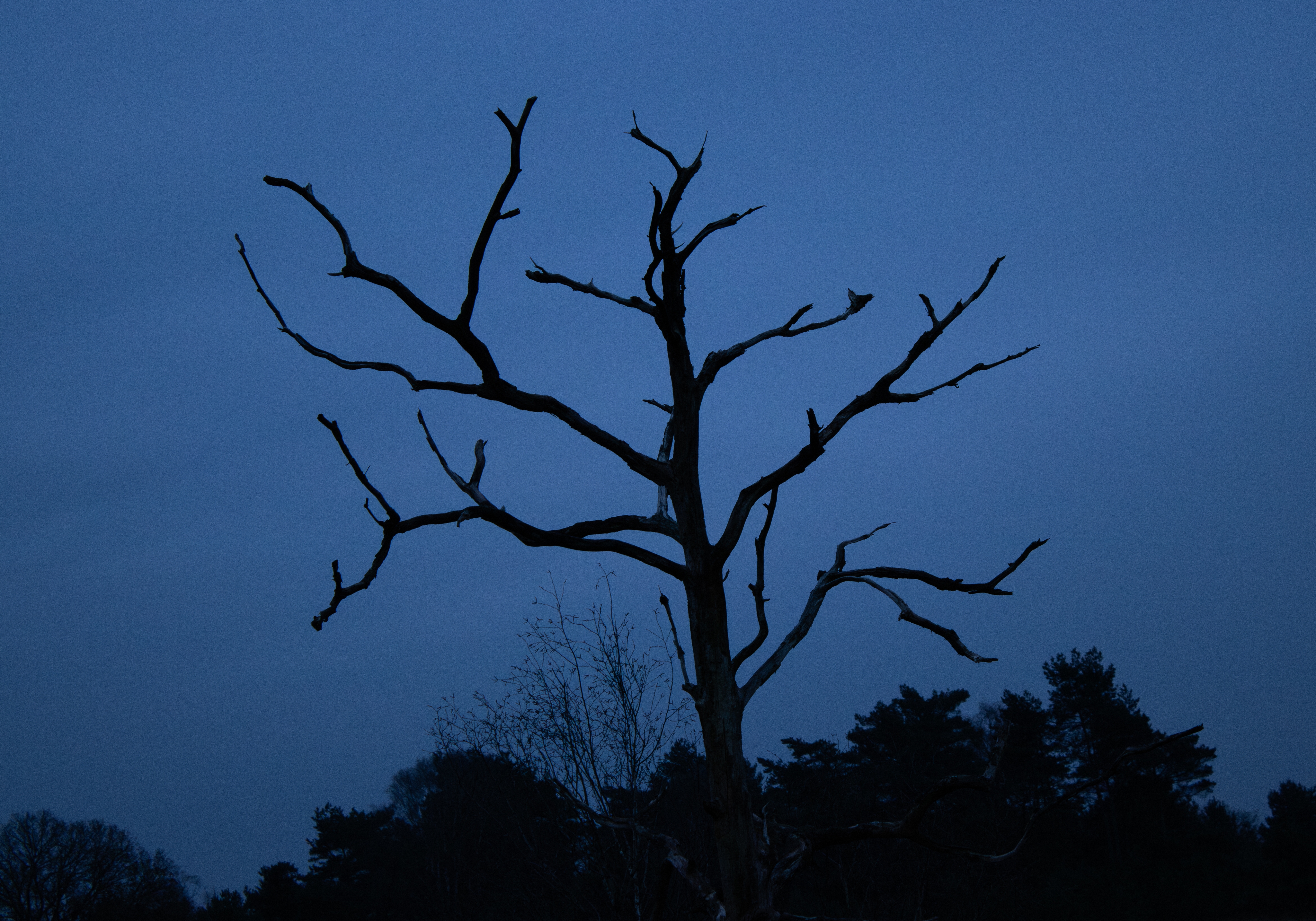 Ghostwood