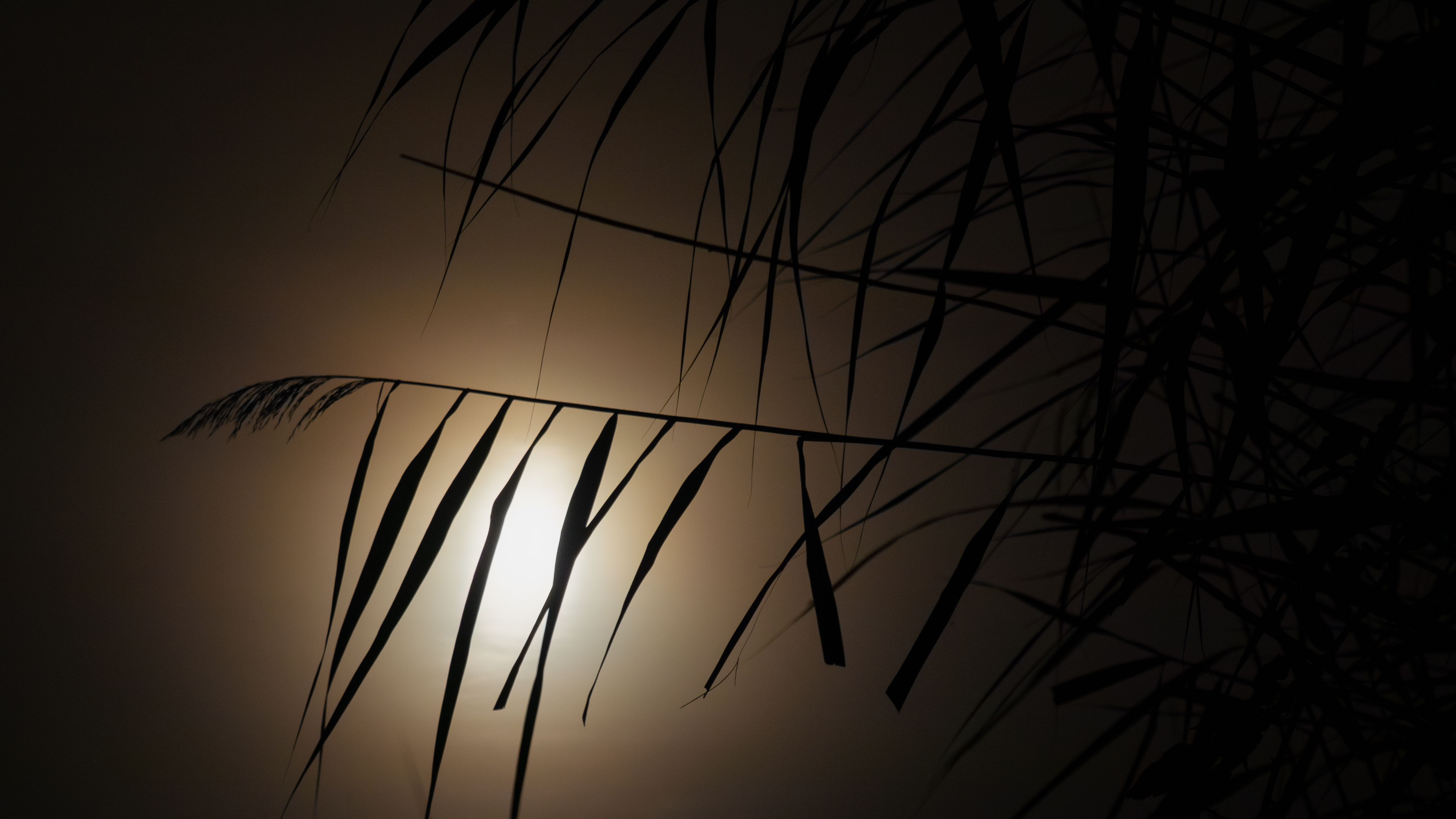 Night Nature
