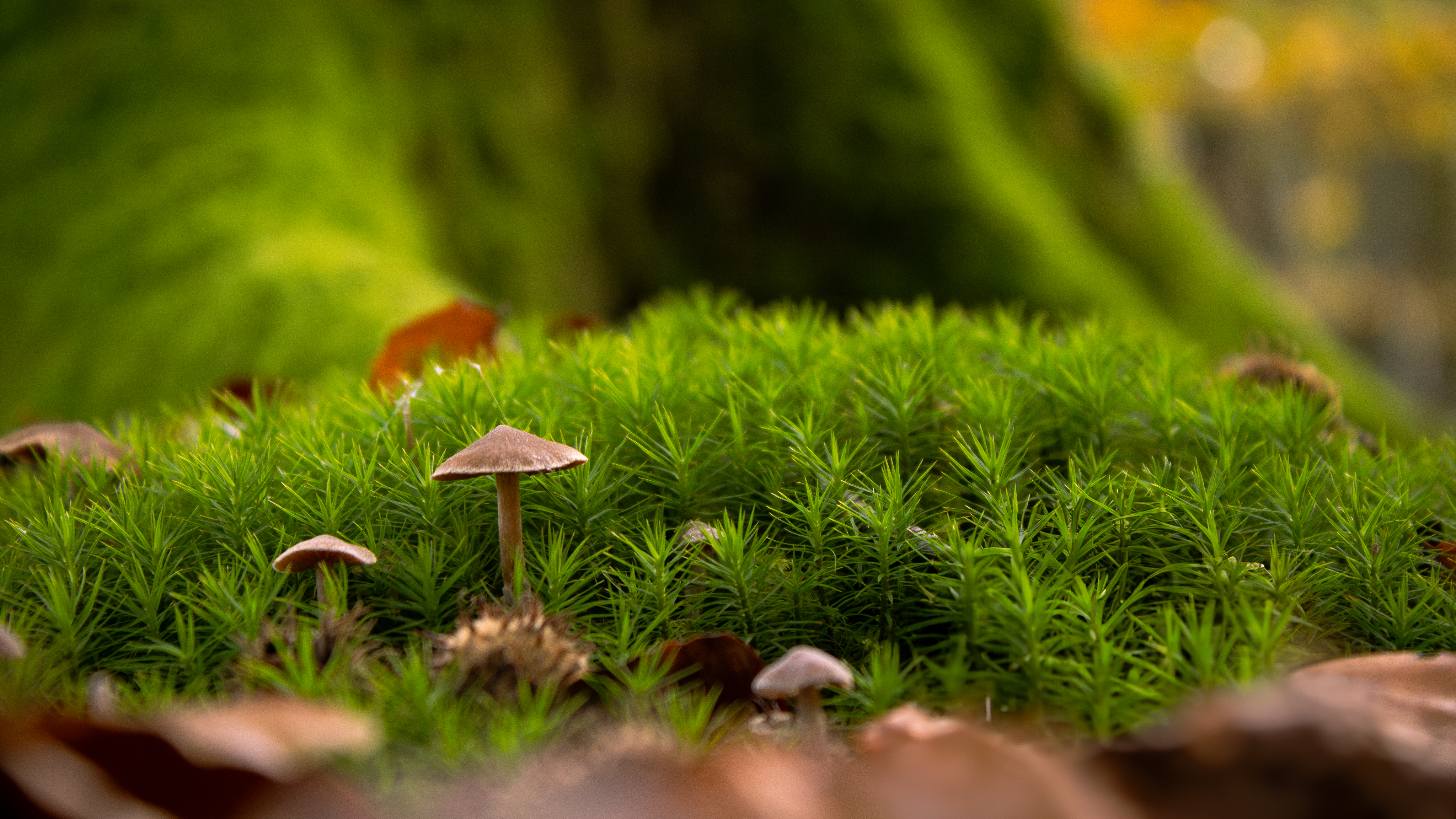 Forest Nanoverse