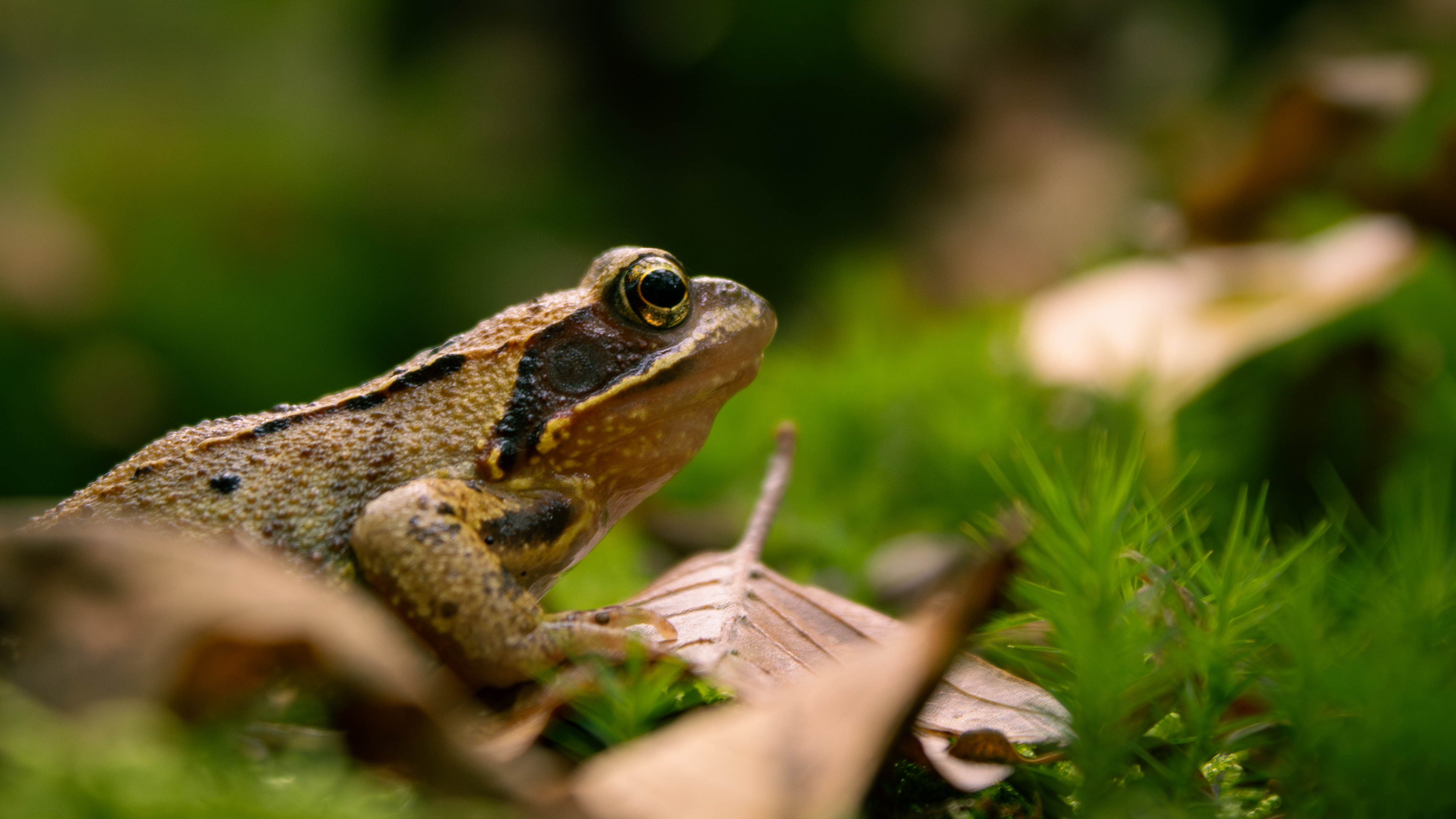 Mr. Frog