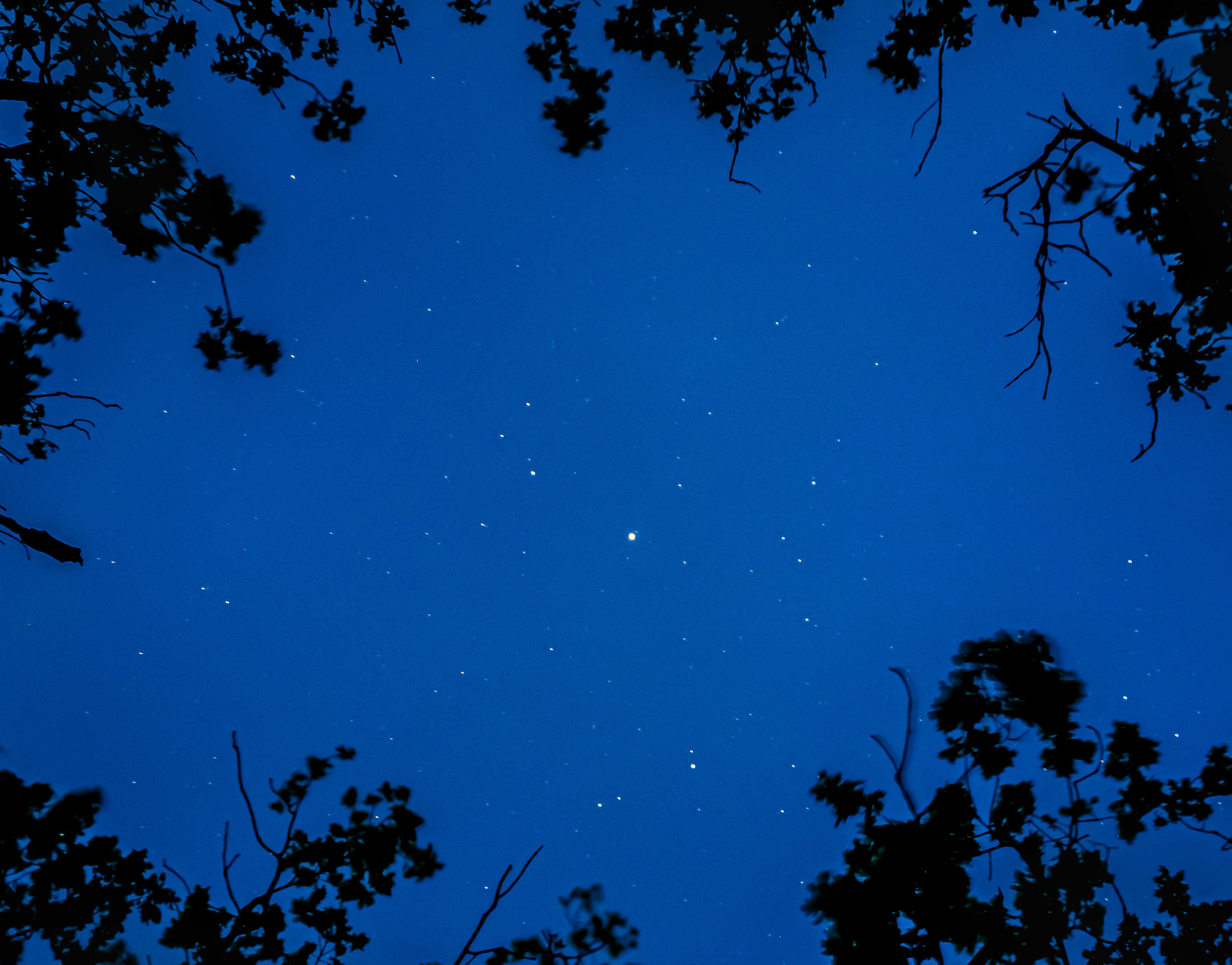 Night nature
