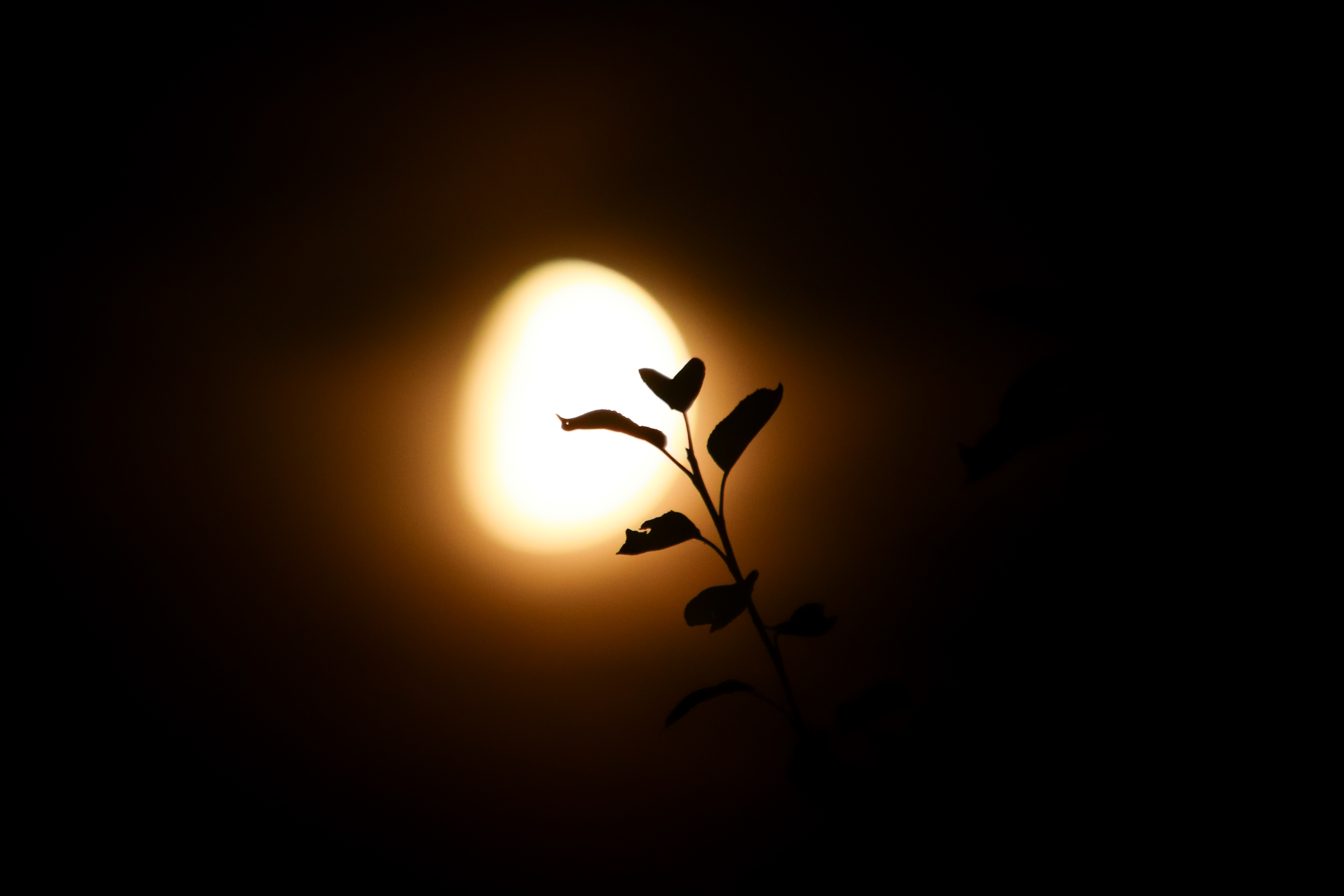 Night Nature