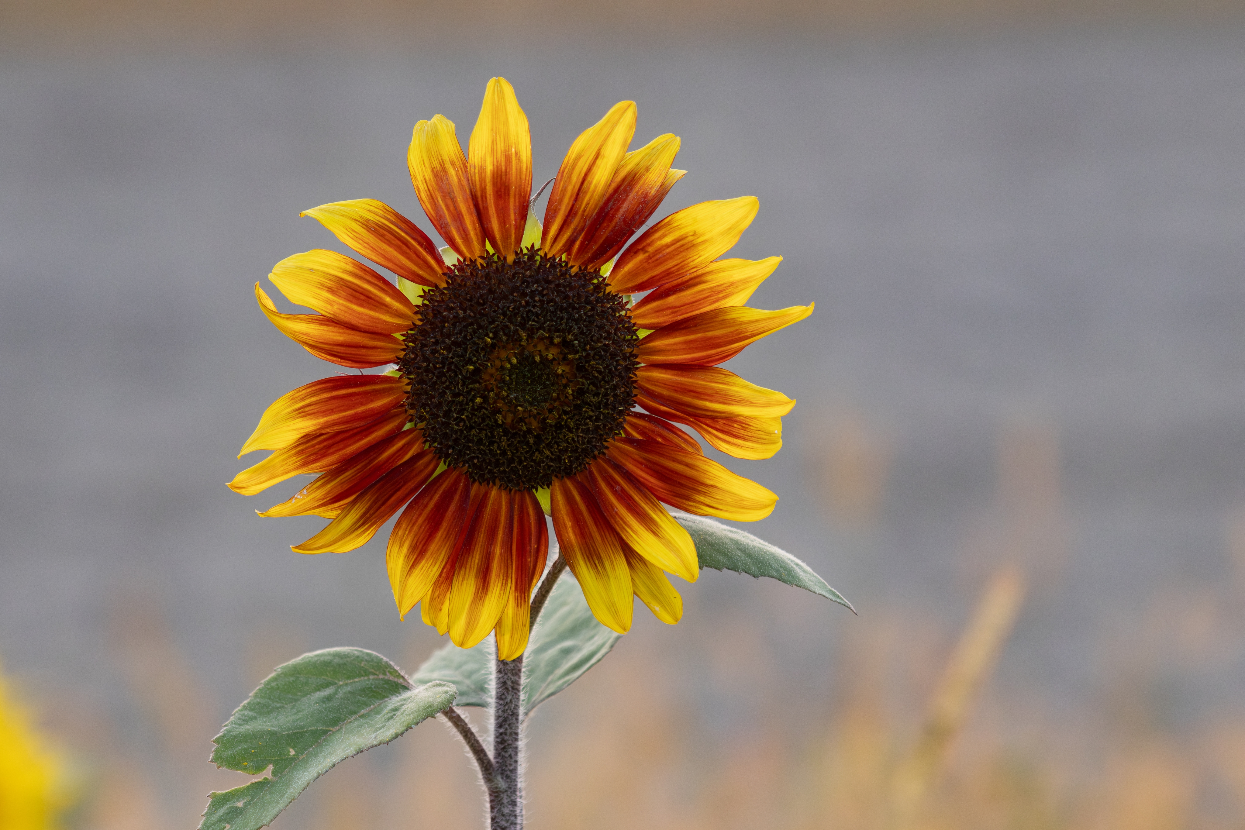 Mr. Sunflower #1