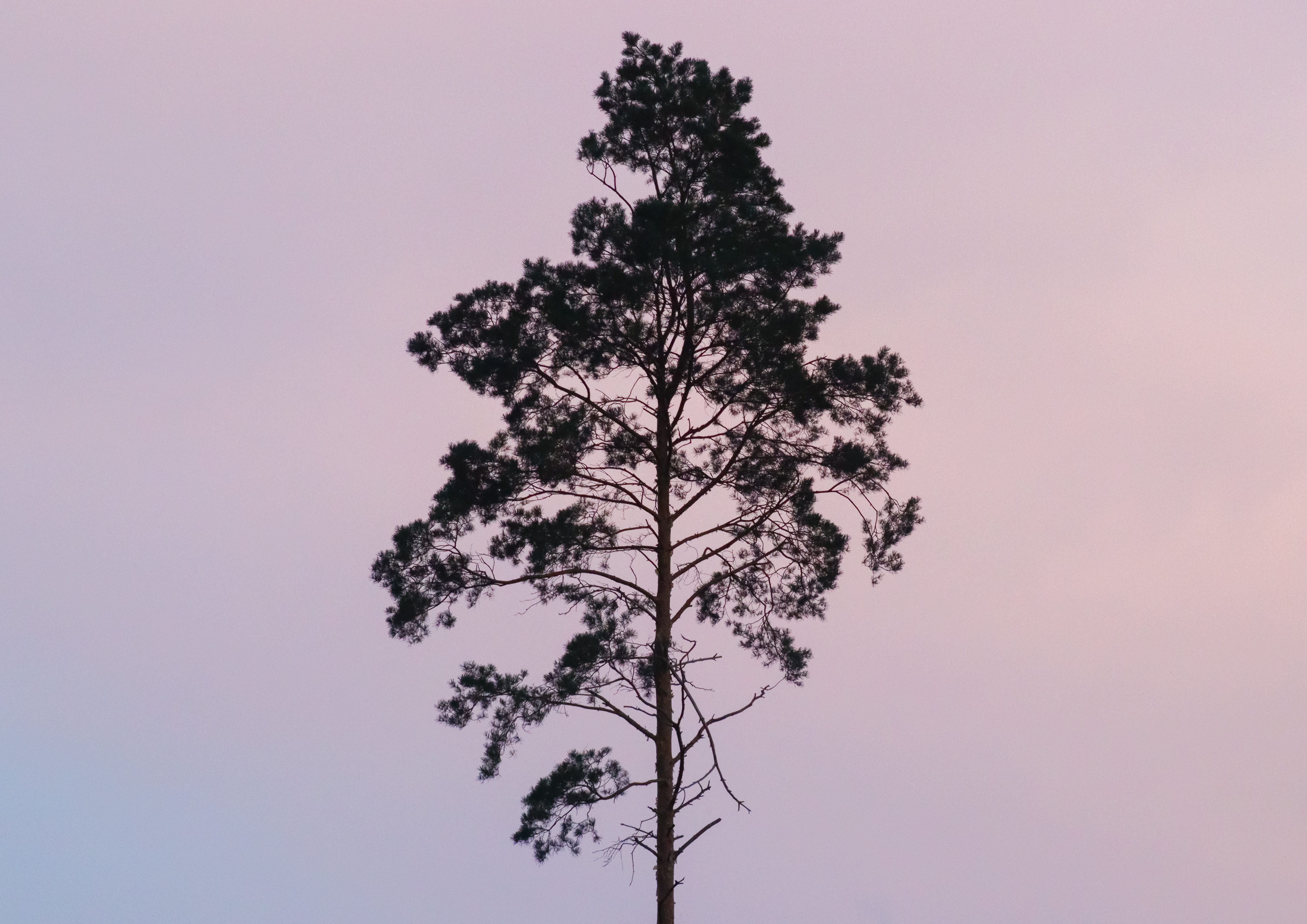 Treesolo