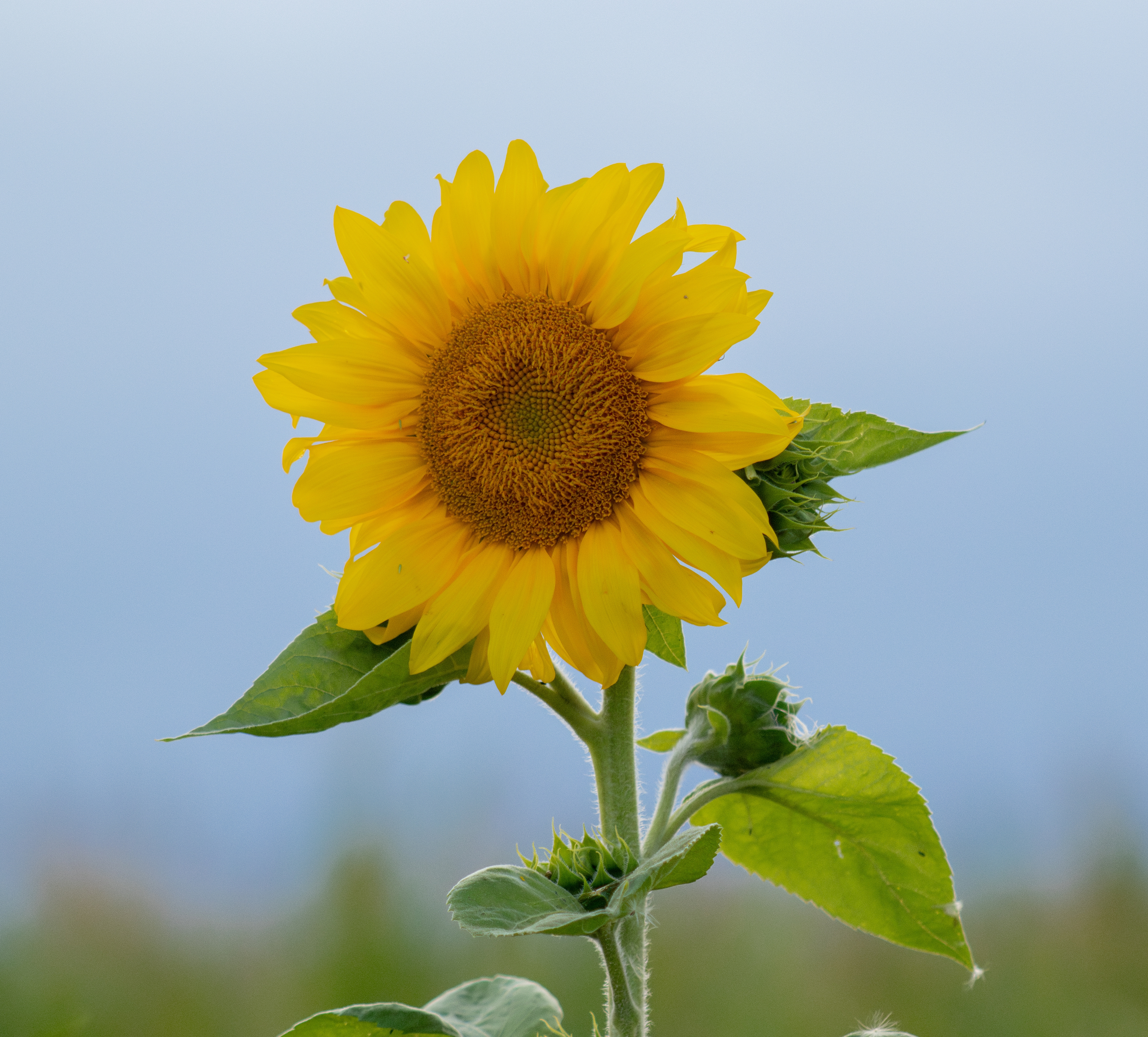 Mr. Sunflower #2