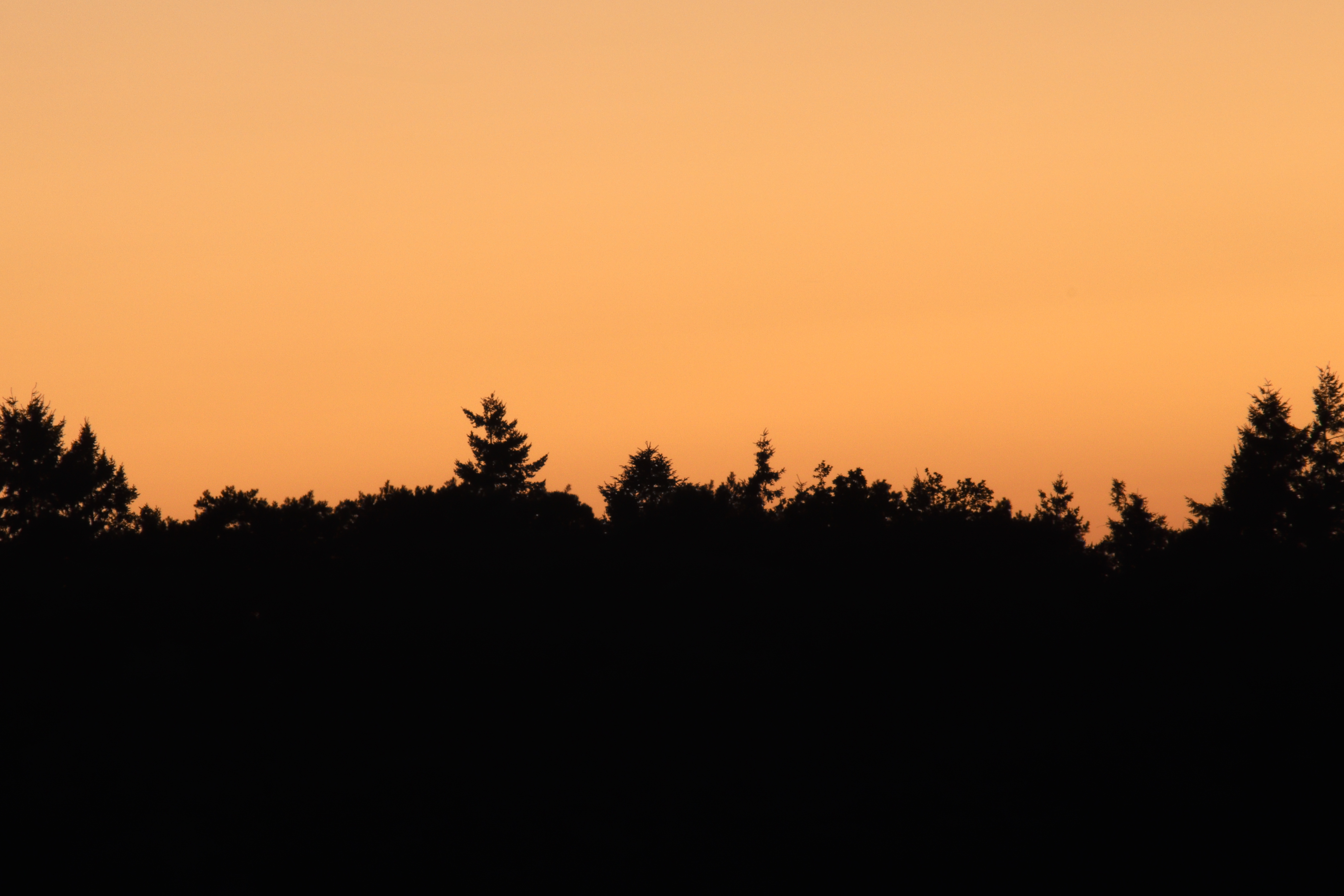 Treeline